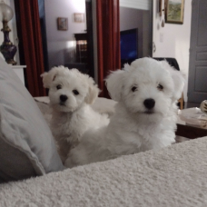 Image pour l'annonce A réserver chiots type Coton de Tuléar