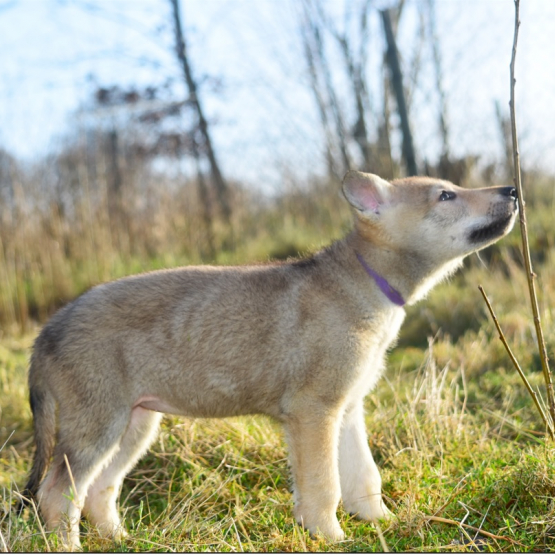 Image pour l'annonce Chiots chien-loup tchécoslovaque LOF disponibles de suite