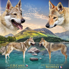 Image pour l'annonce Chiots chien-loup tchécoslovaque LOF disponibles de suite