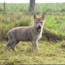 Image pour l'annonce Chiots chien-loup tchécoslovaque LOF disponibles de suite