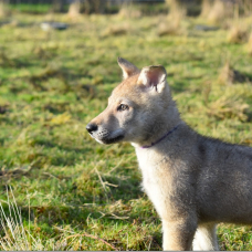 Image pour l'annonce Chiots chien-loup tchécoslovaque LOF disponibles de suite