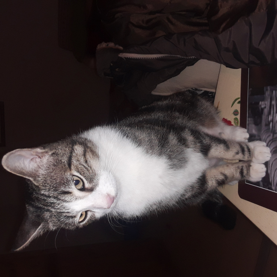 Image pour l'annonce Jeune chatte affectueuse à adopter sur Marseille