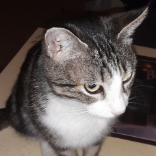 Image pour l'annonce Jeune chatte affectueuse à adopter sur Marseille