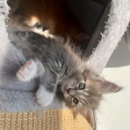Image pour l'annonce Portée de Magnifiques Maine Coon Pure Race