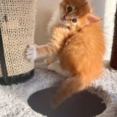 Image pour l'annonce Portée de Magnifiques Maine Coon Pure Race