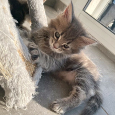 Image pour l'annonce Portée de Magnifiques Maine Coon Pure Race