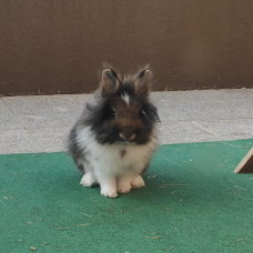 Image pour l'annonce Lapine naine adulte