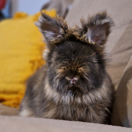Image pour l'annonce BB Lapin anglais angora