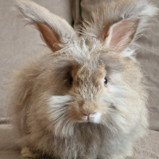 Image pour l'annonce BB Lapin anglais angora