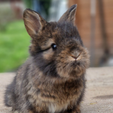 Image pour l'annonce BB Lapin anglais angora