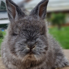 Image pour l'annonce BB Lapin anglais angora