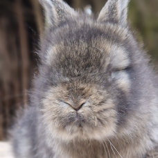 Image pour l'annonce BB Lapin anglais angora