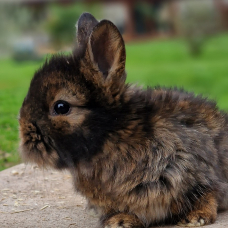 Image pour l'annonce BB Lapin anglais angora