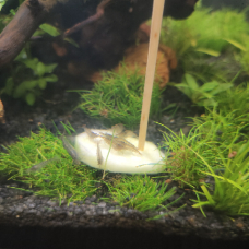 Image pour l'annonce Crevette MALAWA MINI JAPONICA