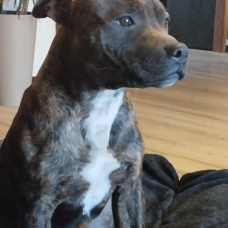 Image pour l'annonce staffy/staffie pure race de 12 MOIS