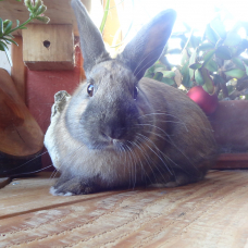 Image pour l'annonce Donne Lapin