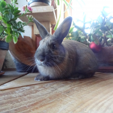 Image pour l'annonce Donne Lapin