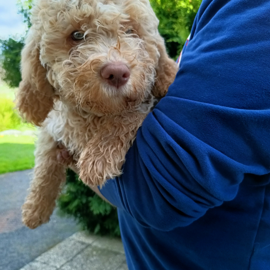 Image pour l'annonce Chiots Lagotto Romagnolo