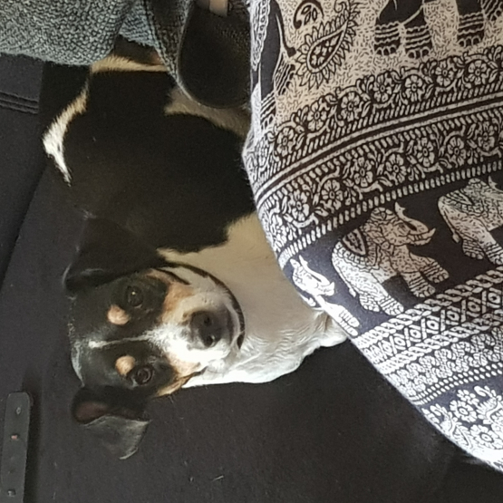 Image pour l'annonce Donne jack russell