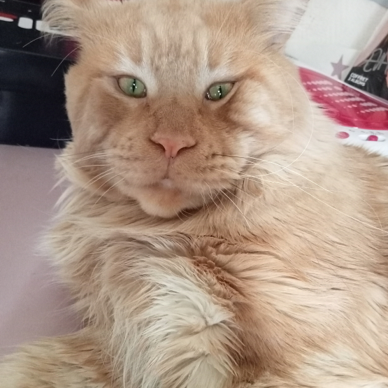 Image pour l'annonce Maine coon