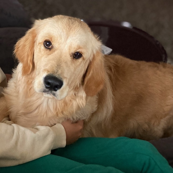 Image pour l'annonce Vends un golden retriver