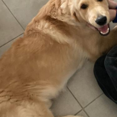 Image pour l'annonce Vends un golden retriver