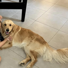 Image pour l'annonce Vends un golden retriver