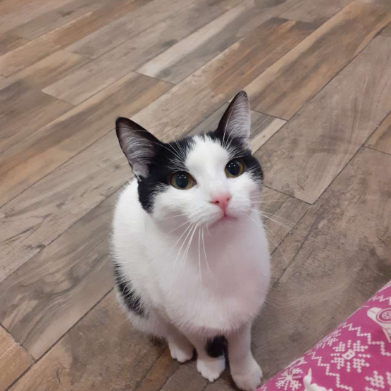 Image pour l'annonce Chaton 6 mois
