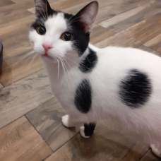 Image pour l'annonce Chaton 6 mois