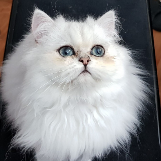 Image pour l'annonce CHAT PERSAN BLANC POUR SAILLIE