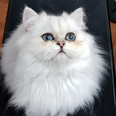 Image pour l'annonce CHAT PERSAN BLANC POUR SAILLIE
