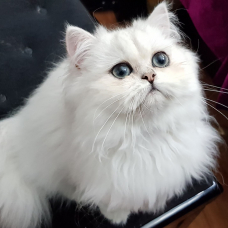 Image pour l'annonce CHAT PERSAN BLANC POUR SAILLIE