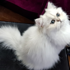 Image pour l'annonce CHAT PERSAN BLANC POUR SAILLIE