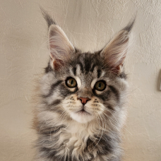 Image pour l'annonce Maine coon