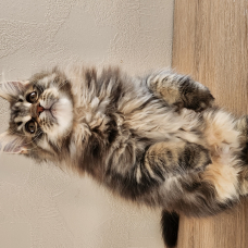 Image pour l'annonce Maine coon