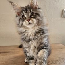 Image pour l'annonce Maine coon