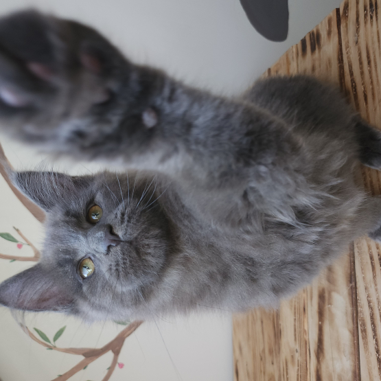 Image pour l'annonce Maine coon