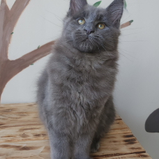 Image pour l'annonce Maine coon