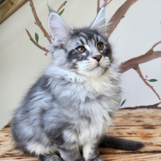 Image pour l'annonce Maine coon