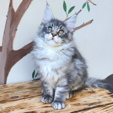 Image pour l'annonce Maine coon