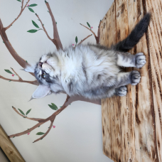 Image pour l'annonce Maine coon