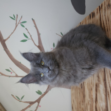 Image pour l'annonce Maine coon