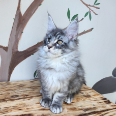 Image pour l'annonce Maine coon