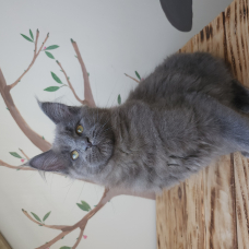 Image pour l'annonce Maine coon