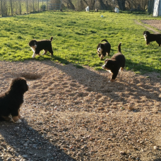 Image pour l'annonce Vends Mâles Bouvier Bernois LOF - Dispo - Gros Gabarit