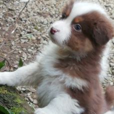Image pour l'annonce Chiots bergers australiens rouge et noir tricolore