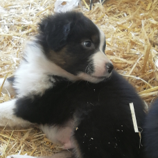 Image pour l'annonce Chiots bergers australiens rouge et noir tricolore
