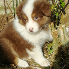 Image pour l'annonce Chiots bergers australiens rouge et noir tricolore
