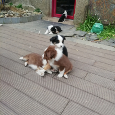 Image pour l'annonce Chiots bergers australiens rouge et noir tricolore