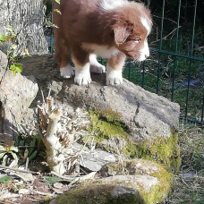 Image pour l'annonce Chiots bergers australiens rouge et noir tricolore